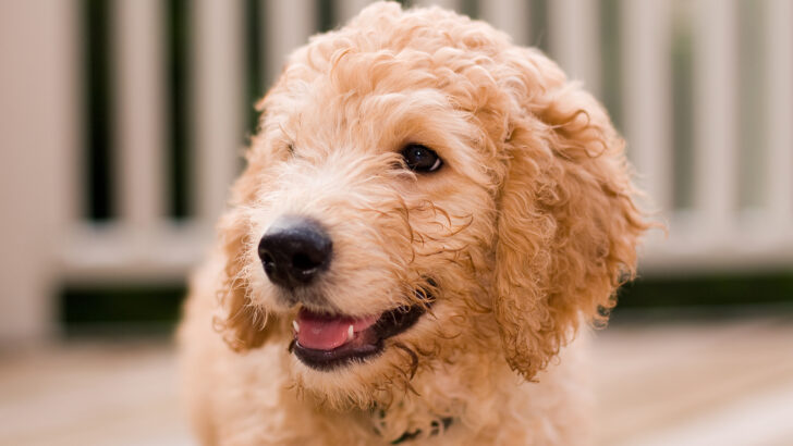 16 Labradoodle Colors: A Complete Guide To All Shades