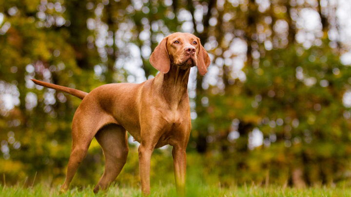 16 Vizsla Mixes: Meet Loyal And Sporting Mixed Dog Breeds