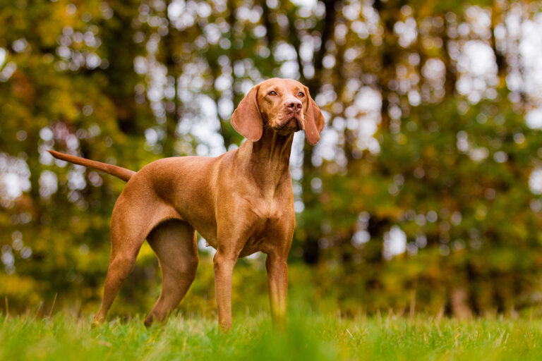 vizsla dog