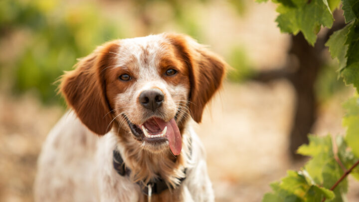 18 Brittany Spaniel Mixes That Would Make Good Family Pets