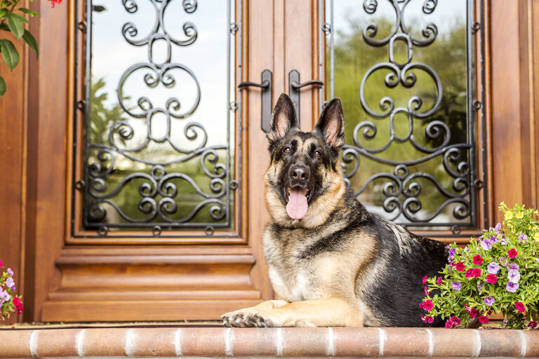 dog sitting on front door