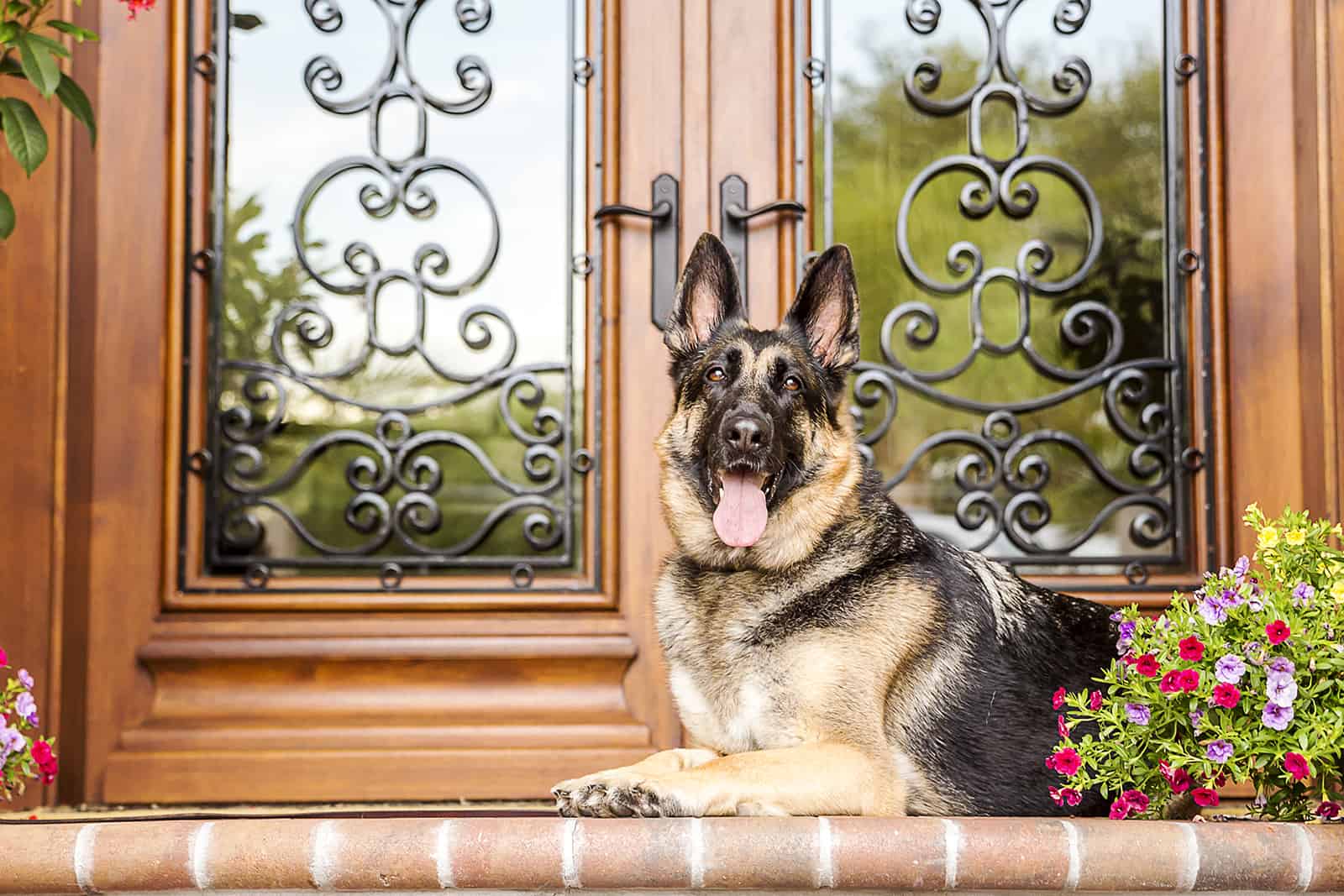 19 Big Guard Dogs: Choose Your Favorite Protector