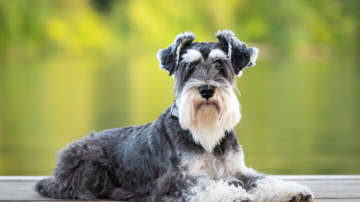 19 Schnauzer Colors Your Heart Is Longing For (With Pics)