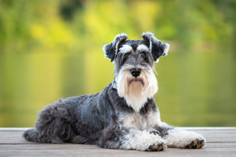 salt and pepper mini schnauzer