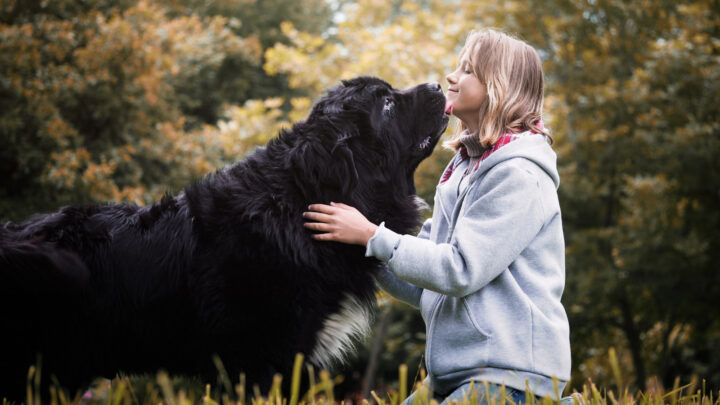 22 Amazing Newfoundland Mixes: Meet The Hairy Giants
