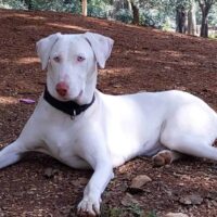 Rajapalayam dog laying