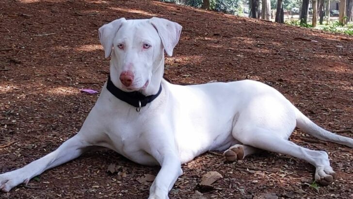 22 Indian Dog Breeds That Will Surprise You