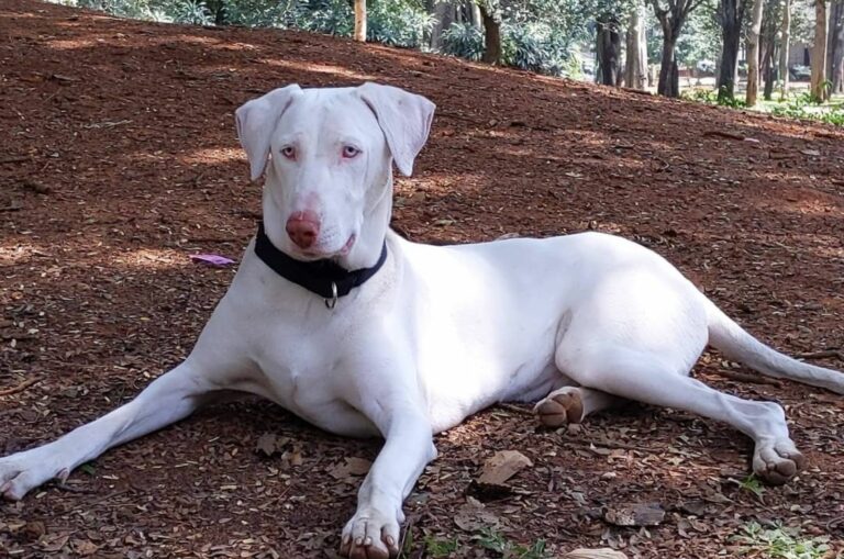 Rajapalayam dog laying