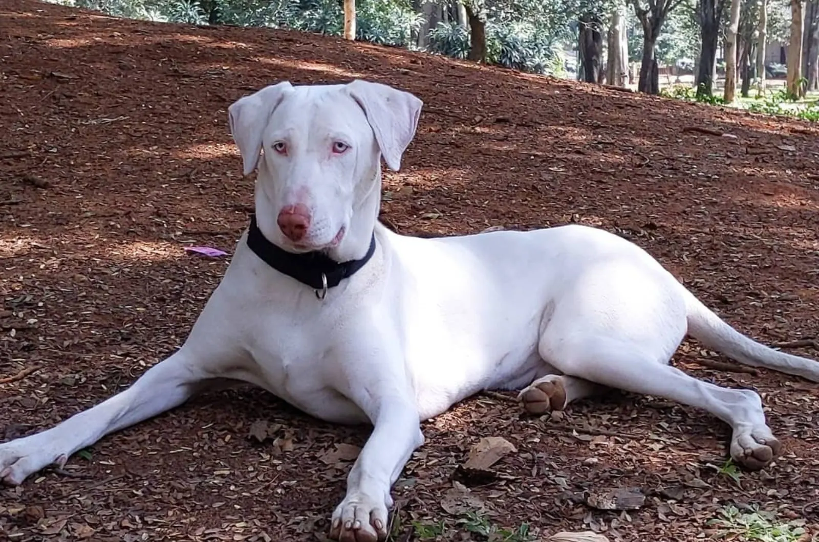 Adorable' stray dog turns out to be rare purebred dingo