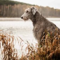 portrait of an irish wolfhound