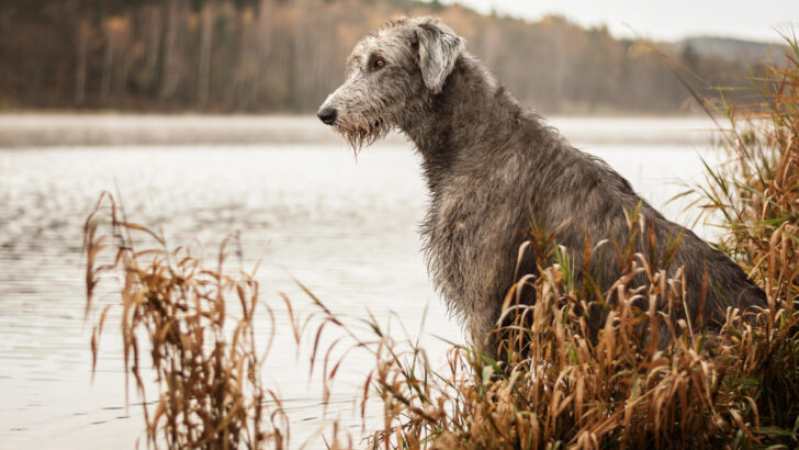22 Irish Wolfhound Colors To Make Your Day (With Pictures)