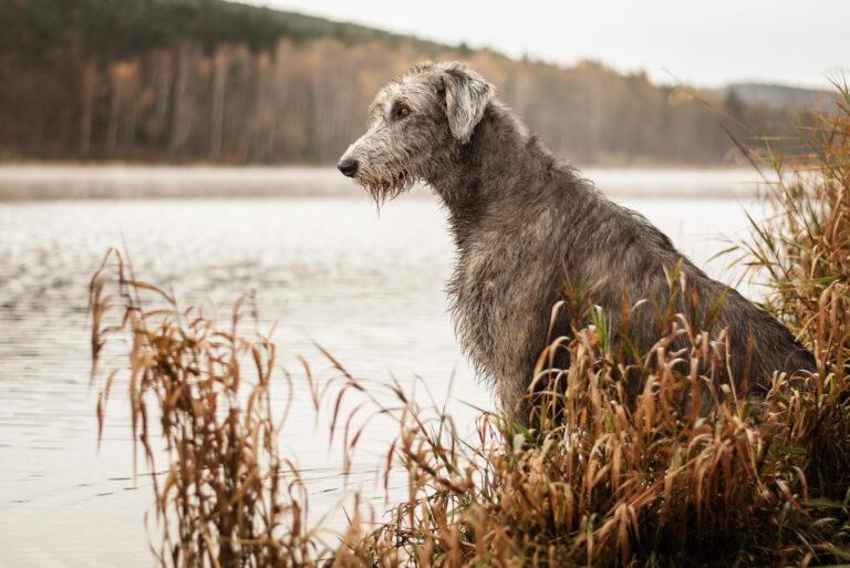 portrait of an irish wolfhound