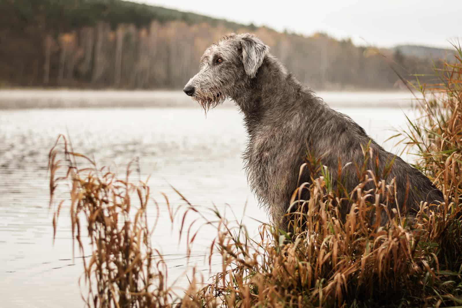 22 Irish Wolfhound Colors To Make Your Day (With Pictures)