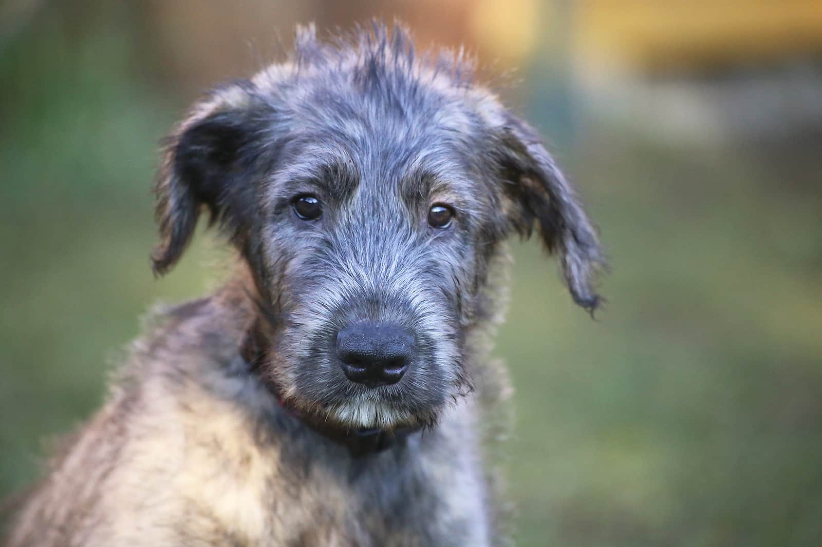puppy of breed the Irish Wolfhound sits on a green grass in the yard