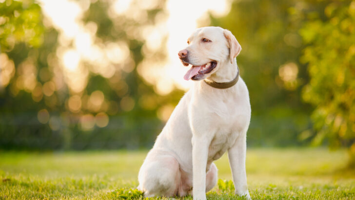 24 Best Family Dog Breeds That Will Brighten Your Life