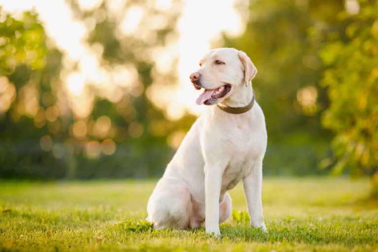 beautiful labrador retriever on the grass sitting