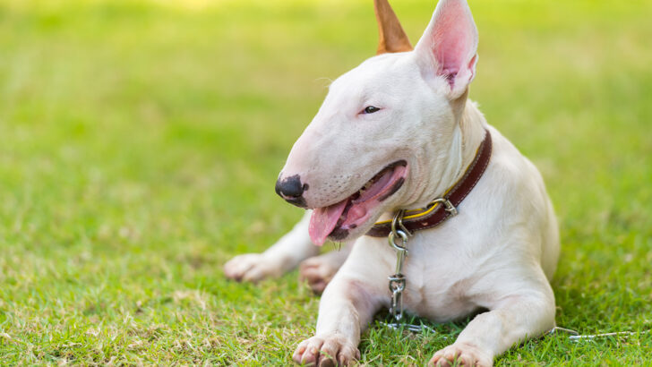 25 Bull Terrier Mixes You Need To Check Out