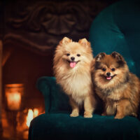 two dogs a Pomeranian sitting on a chair