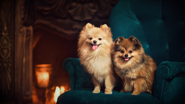 26 Pomeranian Mixes: Too Cute To Handle
