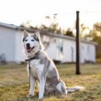 Siberian husky sitting on green grass field