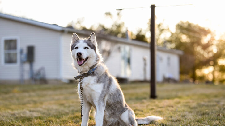 Siberian Husky Mixes: Meet 27 Wonderful Crossbreeds