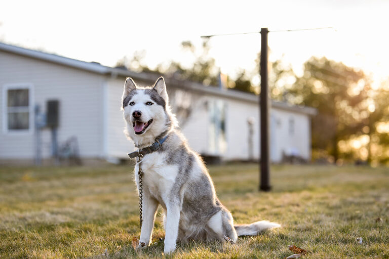 Siberian husky sitting on green grass field