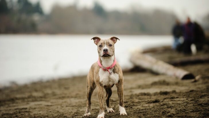 28 Brindle Dog Breeds That You Need To Check Out