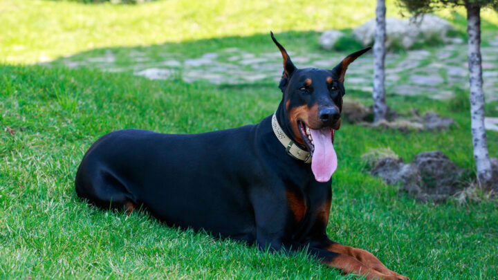 29 Aggressive Dog Breeds: Unjustified Label Or Reality?