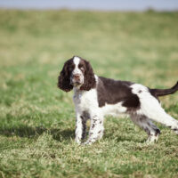 English Springer Spaniel on grass