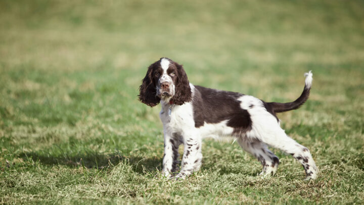 29 Springer Spaniel Mixes You Won’t Be Able To Resist