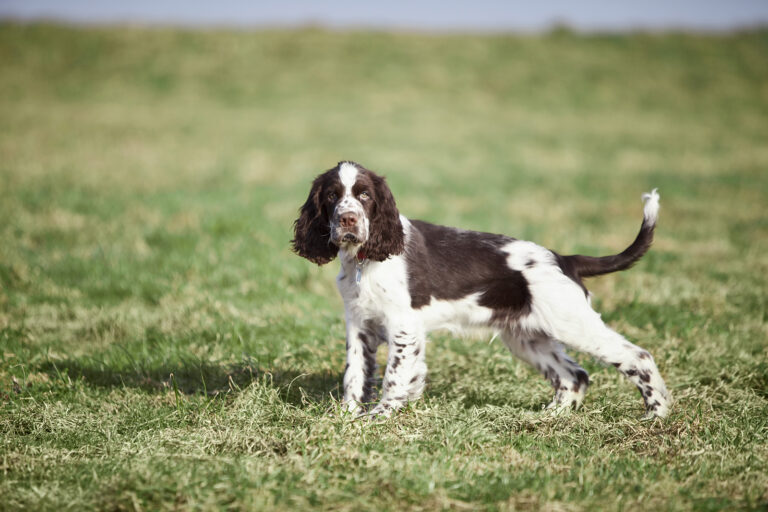 English Springer Spaniel on grass