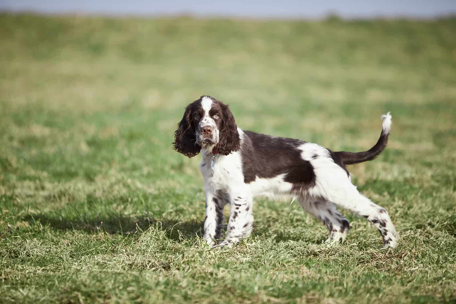 29 Springer Spaniel Mixes You Won't Be Able To Resist