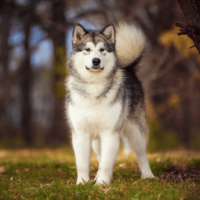 Alaskan Malamute on nature in the autumn park