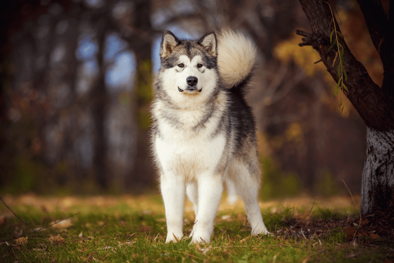 30 Alaskan Malamute Mixes: When The Fluff Prevails