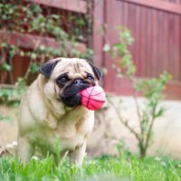pug holding a ball in mouth