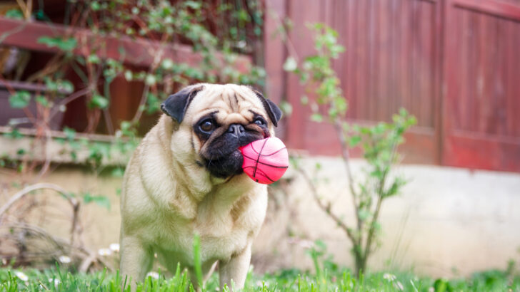 33 Lazy Dog Breeds: Professional Chill Dogs At Their Finest