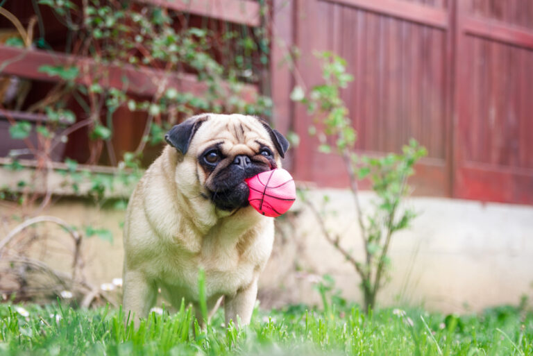 pug holding a ball in mouth
