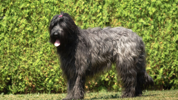 35 Shepherd Dog Breeds: The Best Guide To The Herding Dog