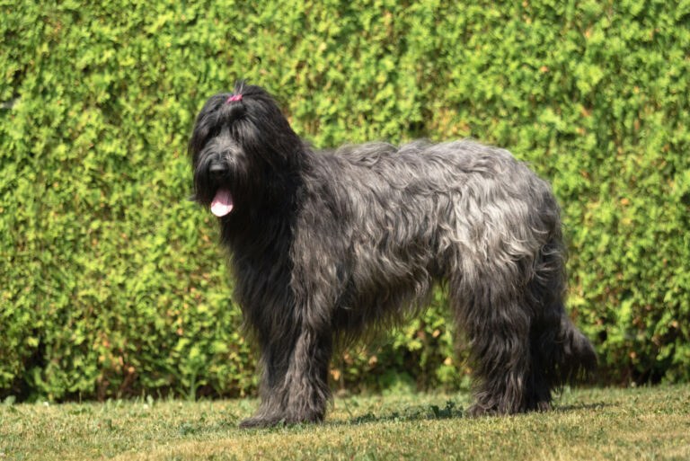 A beautiful black Briard in the garden