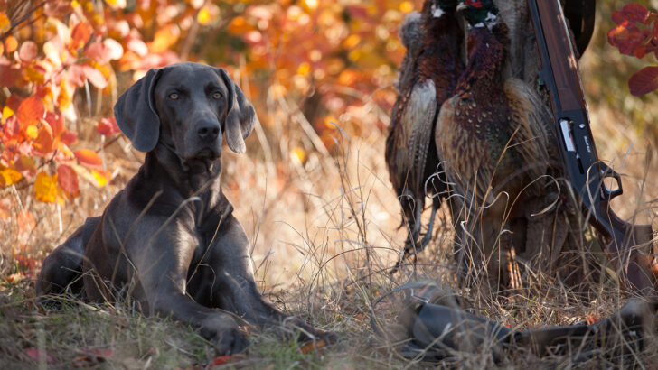 36 Bird Hunting Dog Breeds: Set, Flush, Point, Retrieve