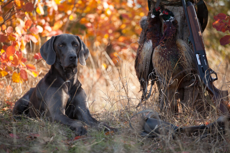 the dog breed Weimaraner is a hunting