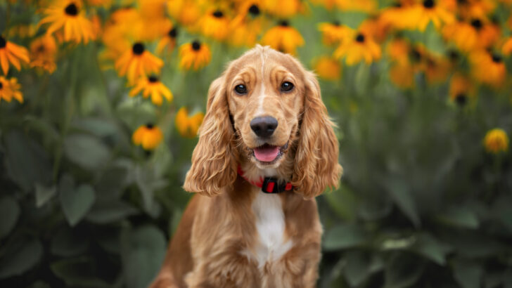 39 Best Lap Dog Breeds: Ultimate List Of Ultimate Cuddlers
