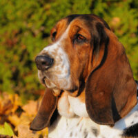 portrait of a basset hound