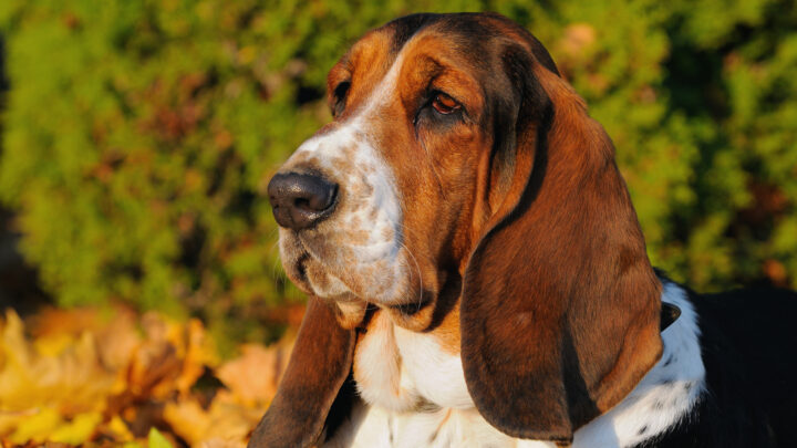 40 Basset Hound Mixes You Need To Know About