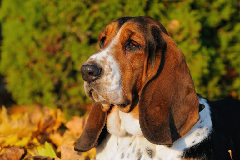 portrait of a basset hound