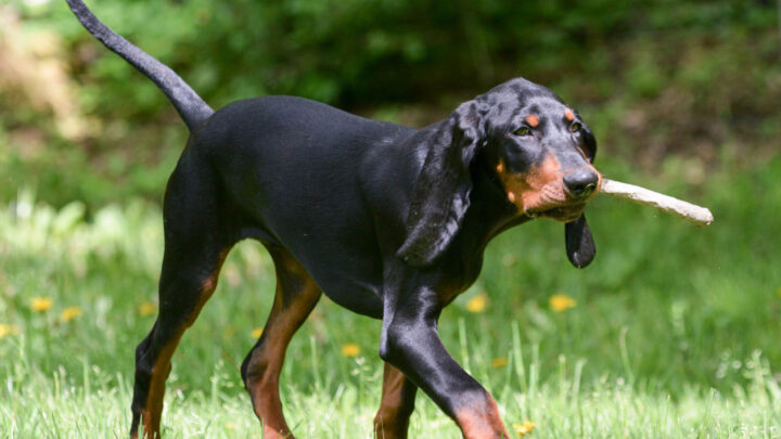 40 Black Dog Breeds Demystified: Welcome To The Dark Side