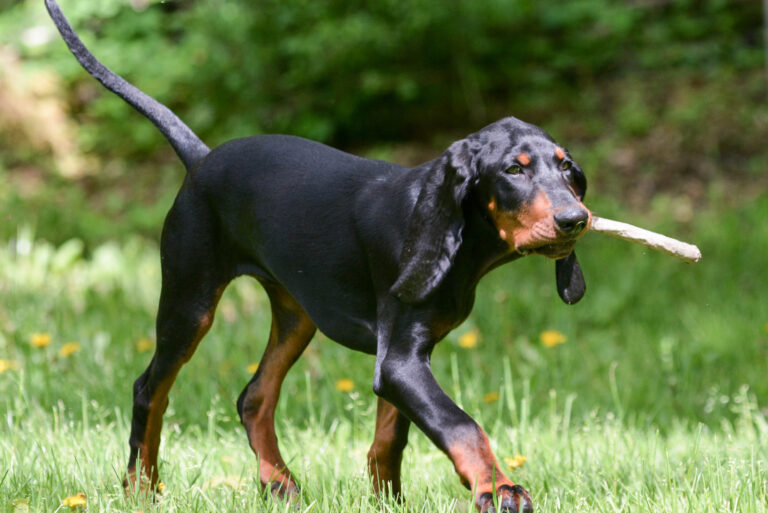 black and tan coonhound playing fetch with a stick
