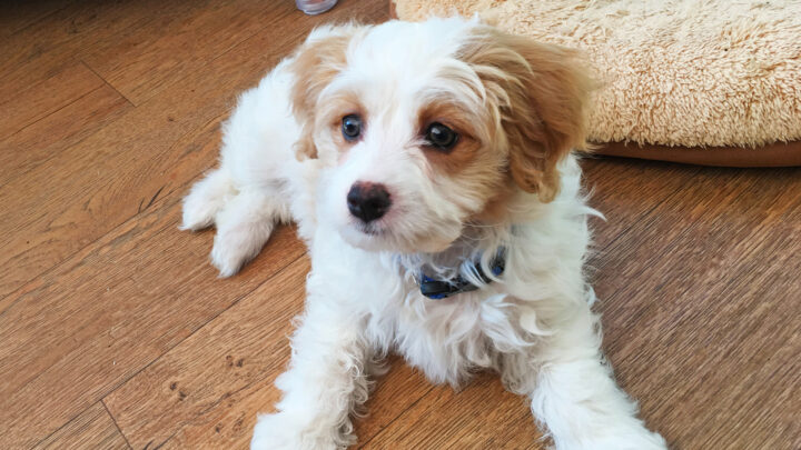 40 Cavalier King Charles Spaniel Mixes Nobody Can’t Resist