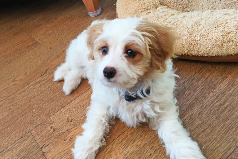 cute dog sitting on floor