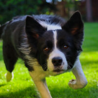 border collie running